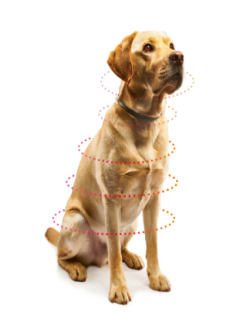 Ошейник от клещей, блох и мошек Beaphar Canishield 0,77г 48 см 1 шт