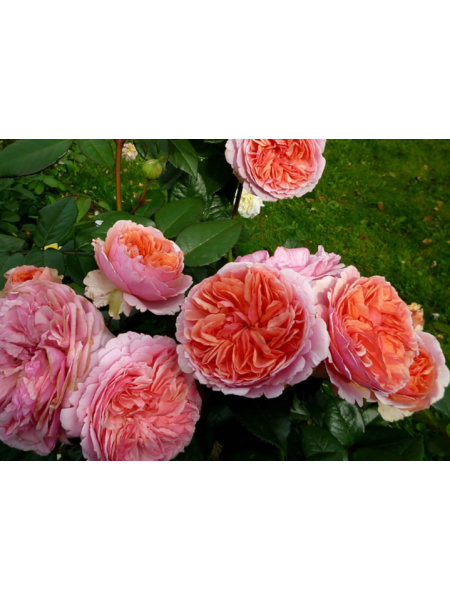 Саженец парковой розы Чиппендейл (Chippendale)