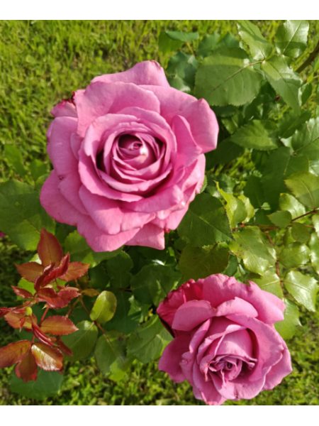 Саженец розы Claude Brasseur (Клод Брассёр)