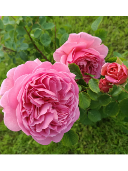 Саженец розы Princess Alexandra of Kent