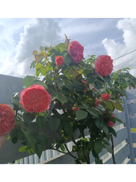 Розы на штамбе CHIPPENDALE цвет оранжевый