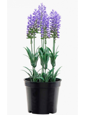 Декоративное растение в горшке лаванда 27см